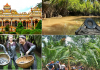 Mua tour Bến Tre du lịch tết Quý Mão