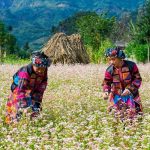 Trải nghiệm chuyến du lịch Hà Giang tự túc tiết kiệm nhất