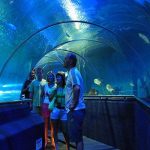 Khám phá thế giới diệu kỳ tại S.E.A Aquarium khi du lịch Singapore