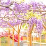 Mách bạn 5 địa điểm ngắm hoa tử đằng vạn người mê khi du lịch Nhật Bản