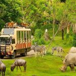 Trọn bộ kinh nghiệm đi Vinpearl Safari cho khách du lịch Phú Quốc 2023