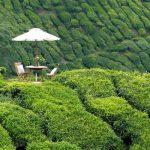 Khám phá cao nguyên Cameron, tọa độ du lịch Malaysia đầy thơ mộng