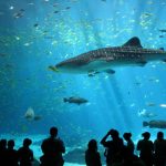 Trọn bộ review vẻ đẹp của Viện Hải Dương học Nha Trang