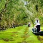 Khám phá vẻ đẹp tự nhiên tuyệt vời tại Rừng Tràm Trà Sư