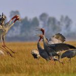 Kinh nghiệm du lịch Vườn quốc gia Tràm Chim chi tiết, ai cũng nên biết