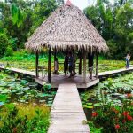 Kinh nghiệm khám phá khu sinh thái Xẻo Quýt – Đồng Tháp nổi tiếng