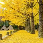 Du lịch Hàn Quốc mùa thu: check in 6 địa điểm đặc sắc nhất 2024