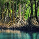 Khám phá rừng đước Năm Căn – Khu rừng ngặp mặn lớn nhất của Cà Mau
