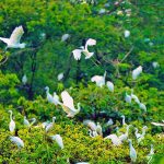 Khám phá Mũi Cà Mau – Khu vườn Chim yên bình giữa lòng thành phố