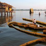 Khám phá biển hồ giữa chốn đồng bằng tại Đầm Thị Tường Cà Mau