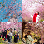 Du lịch Sapa mùa hoa Anh Đào 2024