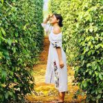 Khám phá Top 5 trang trại tiêu Phú Quốc đẹp và nổi tiếng nhất