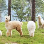 Top 7 công viên giải trí nổi tiếng mà khách du lịch Hàn Quốc phải đến