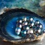 Tìm hiểu & tham quan các trang trại ngọc trai Phú Quốc nổi tiếng nhất