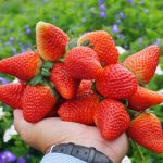 Điểm danh 7 món đặc sản nên mua làm quà khi du lịch Đà Lạt