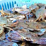 Gợi ý list 7 đặc sản thích hợp mua làm quà khi du lịch Nam Du