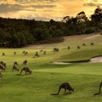 Khám phá thế giới thiên nhiên hoang dã tại đảo Kangaroo – Úc