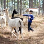 Tổng hợp top 8 địa điểm du lịch Đà Lạt cho trẻ em được yêu thích nhất