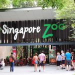 Trọn bộ kinh nghiệm tham quan Singapore Zoo khi du lịch Singapore