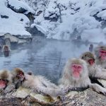 Công viên khỉ Jigoku Dani: Địa điểm du lịch Nhật Bản cực HOT