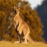 Hành trình thú vị cùng Du Lịch Việt khám phá nước Úc