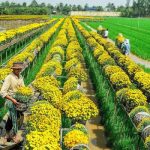 Review trọn bộ kinh nghiệm du lịch Đồng Tháp tự túc: ăn gì, chơi gì?