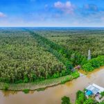 Khu bảo tồn thiên nhiên Lung Ngọc Hoàng – lá phổi xanh của mảnh đất Hậu Giang