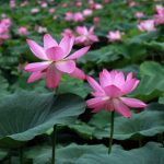 Du lịch Ninh Bình tháng 7 – Mùa sen nở rộ và những địa điểm ngắm sen đẹp nhất