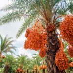 Du lịch Đồng Tháp: tham quan vườn chà là Sa Đéc lớn nhất miền Tây