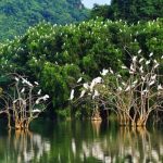 Ghé thăm vườn cò Tân Long – điểm du lịch sinh thái nổi tiếng Sóc Trăng