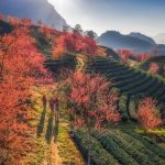 Cẩm nang du lịch Sapa không thể bỏ lỡ