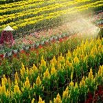 Vi vu làng hoa Sa Đéc – thủ phủ hoa kiểng nức tiếng Đồng Tháp