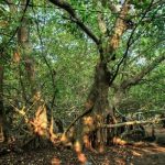 Giàn Gừa – Cần Thơ, khám phá khu di tích lịch sử hoang sơ nổi tiếng