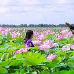 Ngẩn ngơ trước vẻ đẹp khu du lịch Đồng Sen Tháp Mười nổi tiếng Đồng Tháp