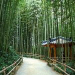 Rừng trúc Juknokwon – điểm check in không thể bỏ qua khi du lịch Hàn Quốc