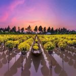 Top 10 địa điểm check-in Đồng Tháp thu hút đông đảo du khách tham quan