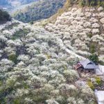 6 địa điểm ở Mộc Châu đẹp mê mẩn lòng người