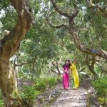 Khám phá vườn nhãn cổ Bạc Liêu – điểm du lịch sinh thái thú vị