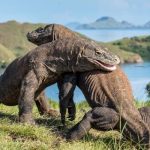 Du lịch đảo Komodo Indonesia, lưu ngay kinh nghiệm chi tiết từ A – Z