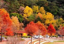 Trang trại Wuling – thiên đường du lịch sinh thái nổi tiếng Đài Loan