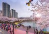 Đến hồ Seokchon Hàn Quốc – chiêm ngưỡng cảnh hoa anh đào khoe sắc rực rỡ