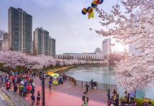Đến hồ Seokchon Hàn Quốc – chiêm ngưỡng cảnh hoa anh đào khoe sắc rực rỡ