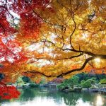 Chiêm ngưỡng vẻ đẹp của vườn quốc gia Shinjuku Gyoen nổi tiếng Nhật Bản